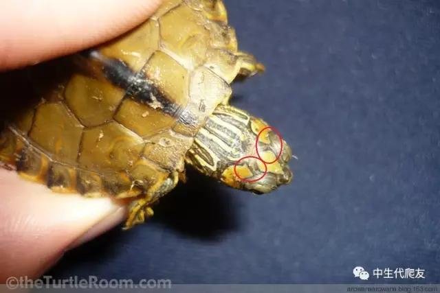 正宗的地图龟,史上最差的地图龟