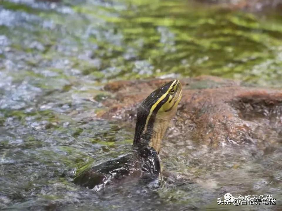 半水养龟怎么处理粪便呢,十种新手养的半水龟