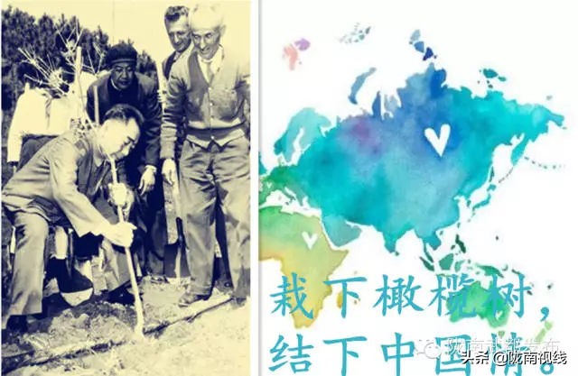 央视橄榄油广告,央视广告道道全菜籽油