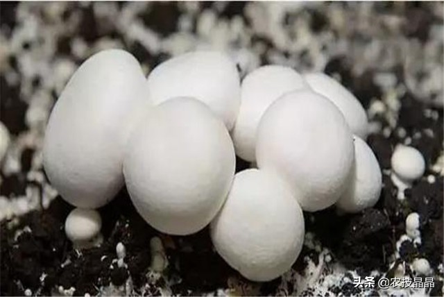 双孢菇种植技术全过程,双孢菇栽培技术视频