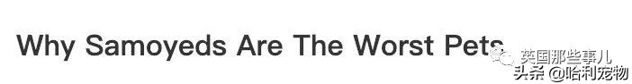 要狗看门？千万别选萨摩耶！这货除了笑不会干别的了