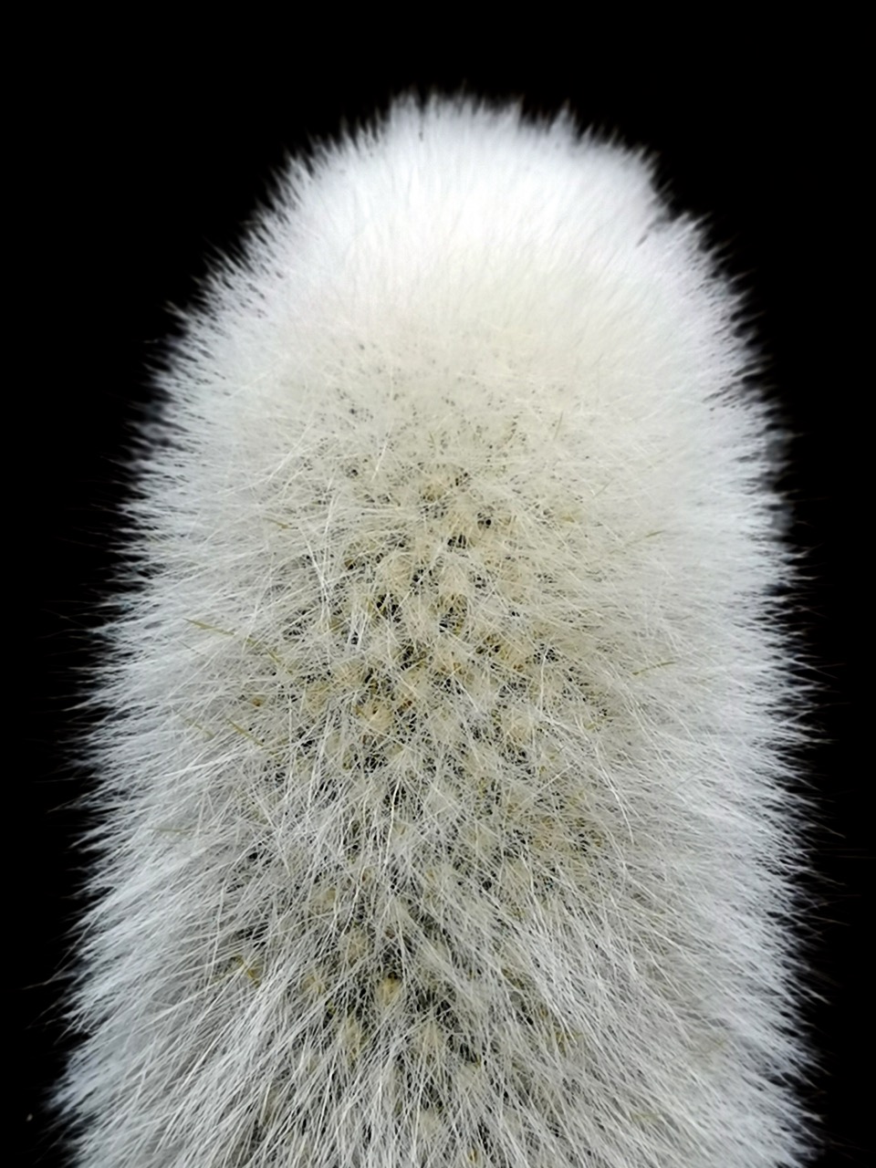 树形多肉仙人掌开花图片,仙人掌多肉植物品种大全图片