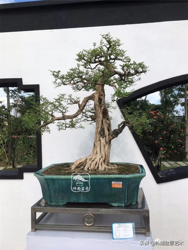 骞哥涔呬箙鐢滅敎铚滆湝,骞哥涔呬箙