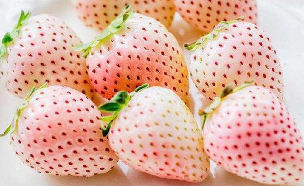 日本“迷之讲究”，15颗樱桃卖2万，取名“青森心跳”，谁在买？