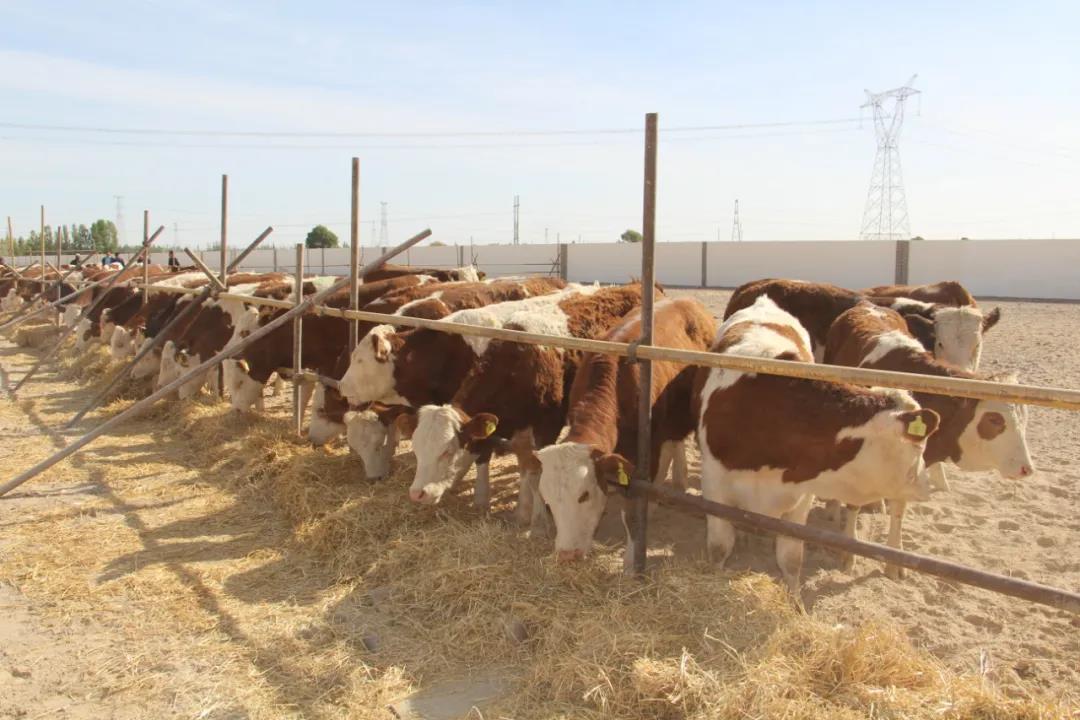 落实两会精神助力乡村振兴,落实市委全会精神六强