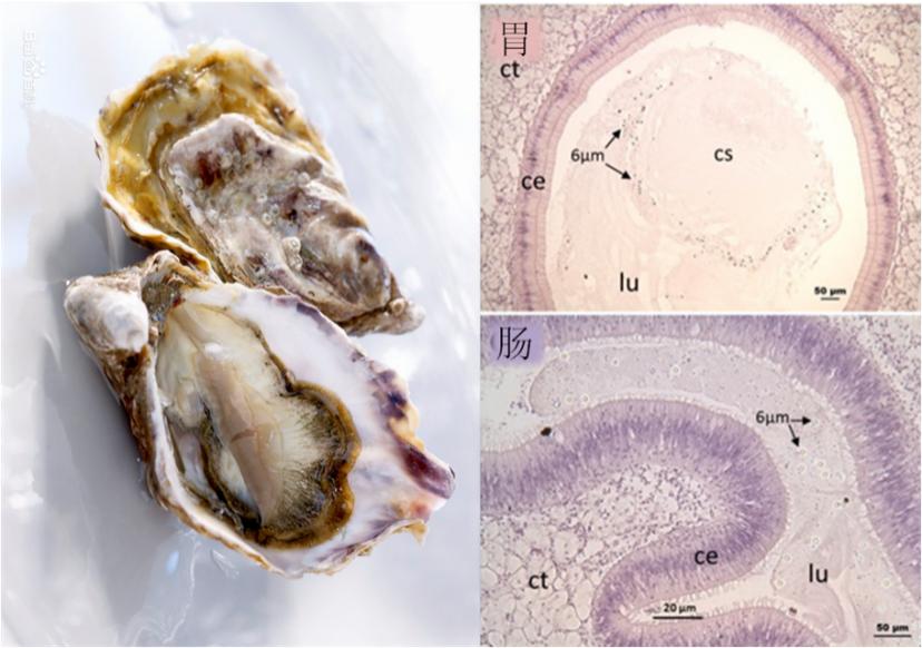 <html>
<head><title>502BadGateway</title></head>
<body>
<center><h1>502BadGateway</h1></center>
<hr><center>nginx</center>
</body>
</html>
<!--apaddingtodisableMSIEandChromefriendlyerrorpage-->
<!--apaddingtodisableMSIEandChromefriendlyerrorpage-->
<!--apaddingtodisableMSIEandChromefriendlyerrorpage-->
<!--apaddingtodisableMSIEandChromefriendlyerrorpage-->
<!--apaddingtodisableMSIEandChromefriendlyerrorpage-->
<!--apaddingtodisableMSIEandChromefriendlyerrorpage-->
