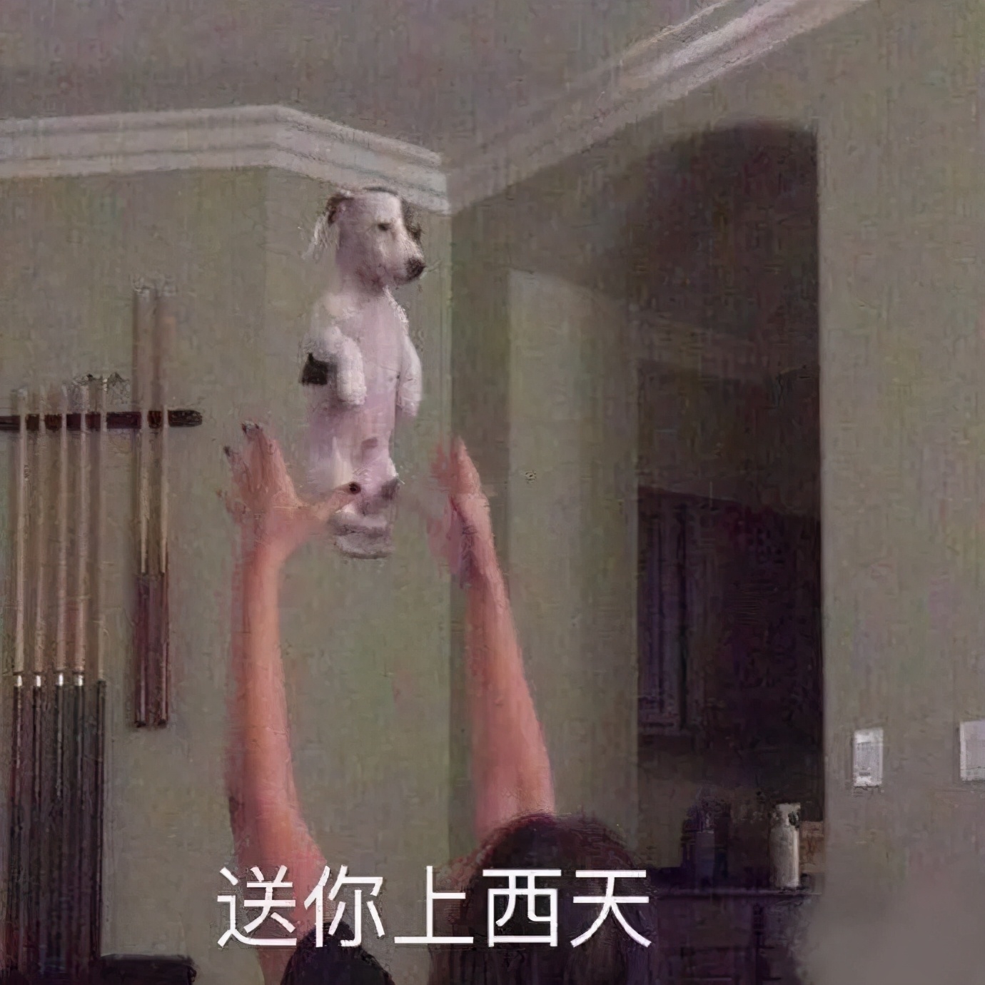 导盲犬被热议视频,导盲犬为什么被指责