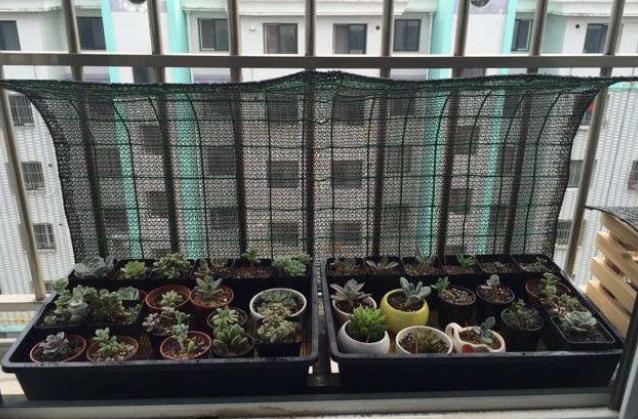 小多肉徒长了怎么控回来,多肉徒长的最佳方式