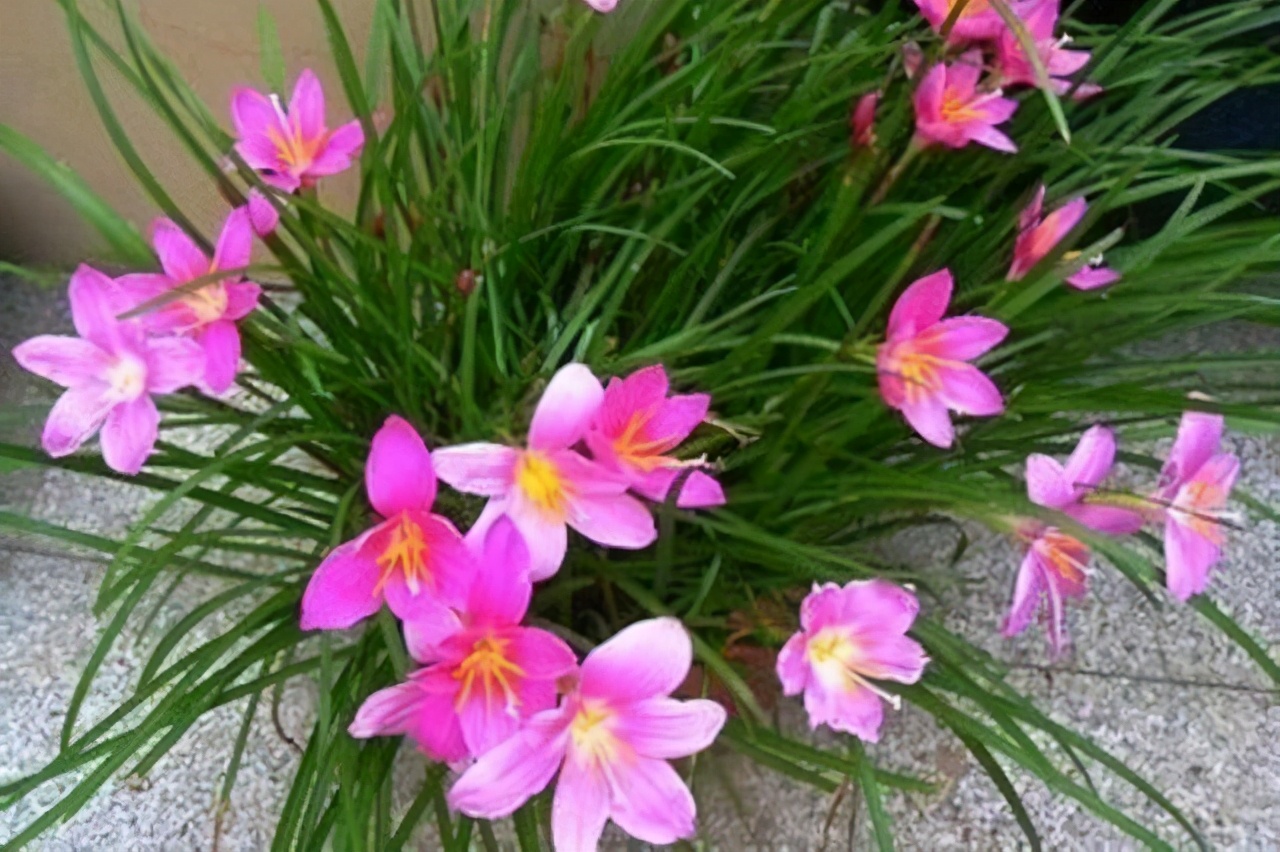 五月养兰要注意哪些,五月养兰花方法