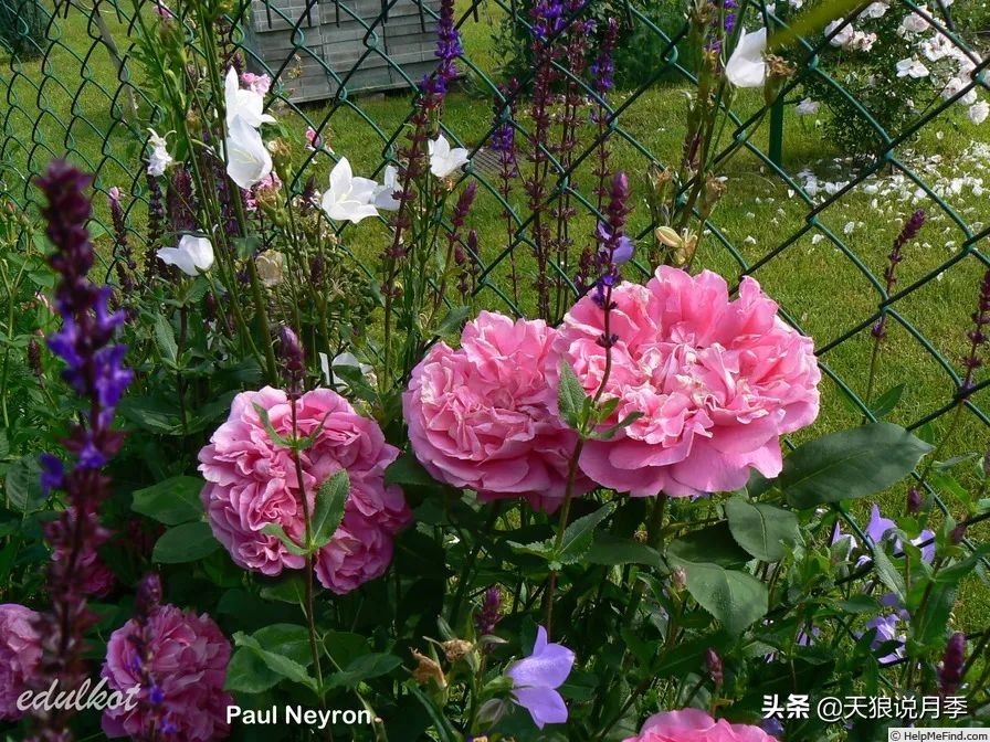 怦然心动的万人迷月季,原来从它而来(终篇)