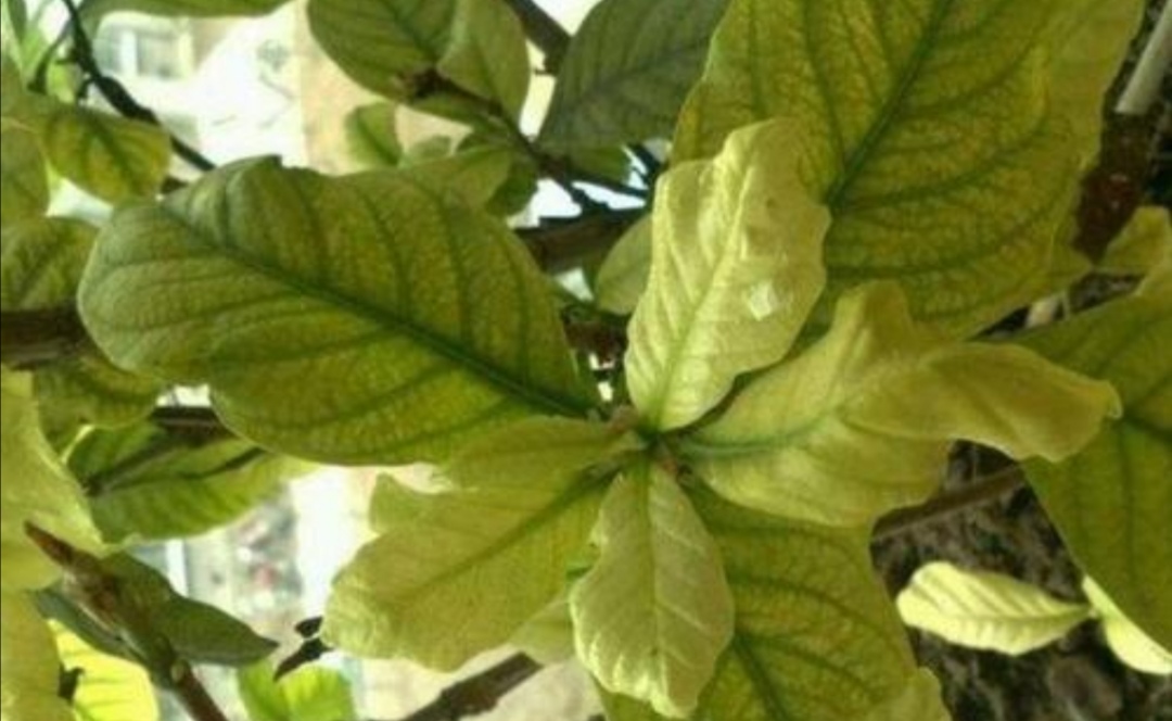 栀子花黄叶是什么原因用什么办法,栀子花黄叶有什么管用的方法解决