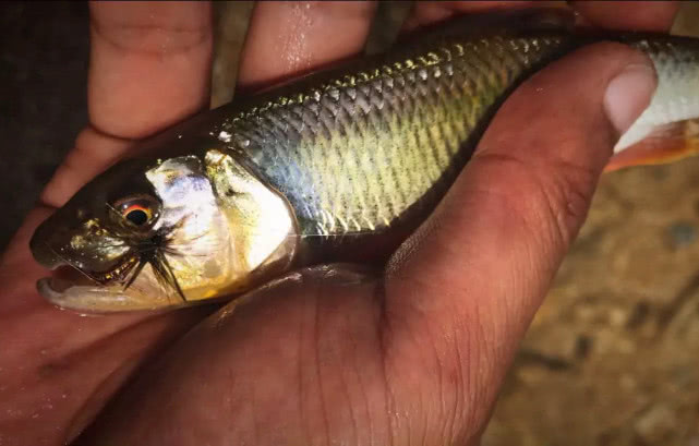 它是一种钓鱼的用具,更像是一件艺术品,国外叫飞绳我们叫毛钩