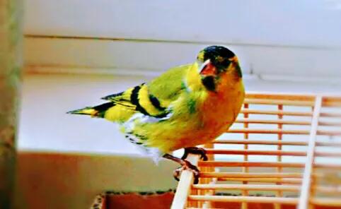 黄雀鸣叫欣赏,黄雀翅膀羽毛