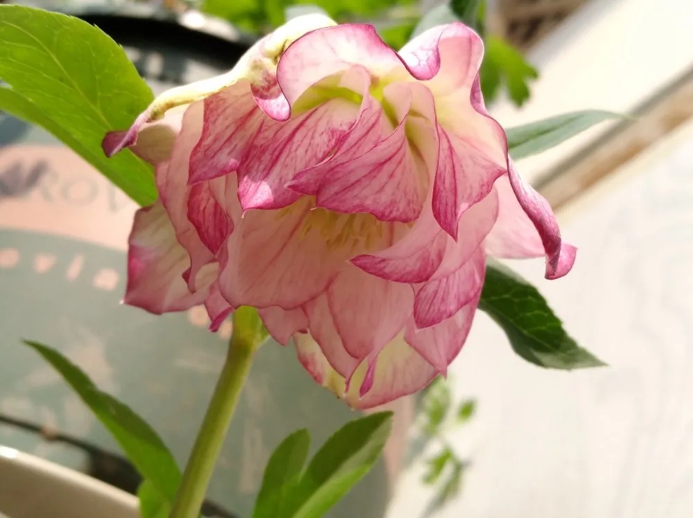 大雪天能种的植物,迷你玫瑰是不是一年四季都能开花