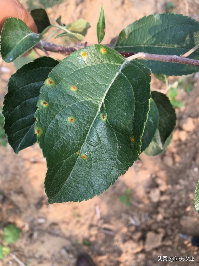 苹果树叶上的羊胡子锈病怎样防治,果树上面长羊胡子病用什么药