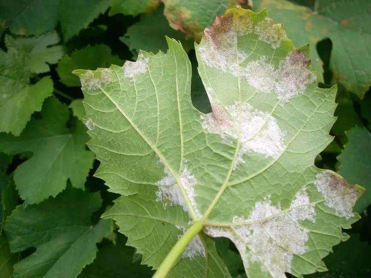 露天葡萄进入幼果期,霜霉病发生严重?转变思路,提早预防很关键