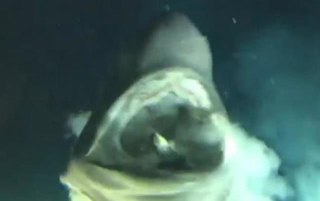 深海巨鱼捕食瞬间,深海被摄像头拍到的巨大生物