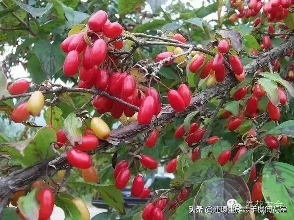 100种常见花卉植物图谱,100种花卉素描图谱