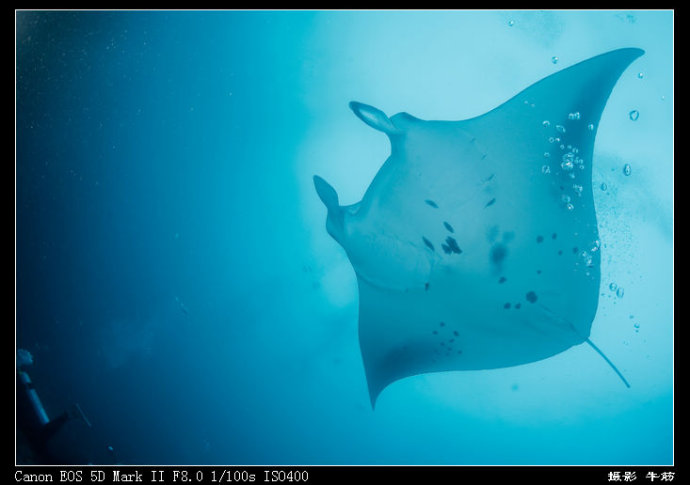 巨鲸轰炸机,鳐鱼战斗机