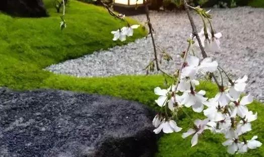 禅意庭院一定要用苔藓吗,禅意苔藓微景观制作视频