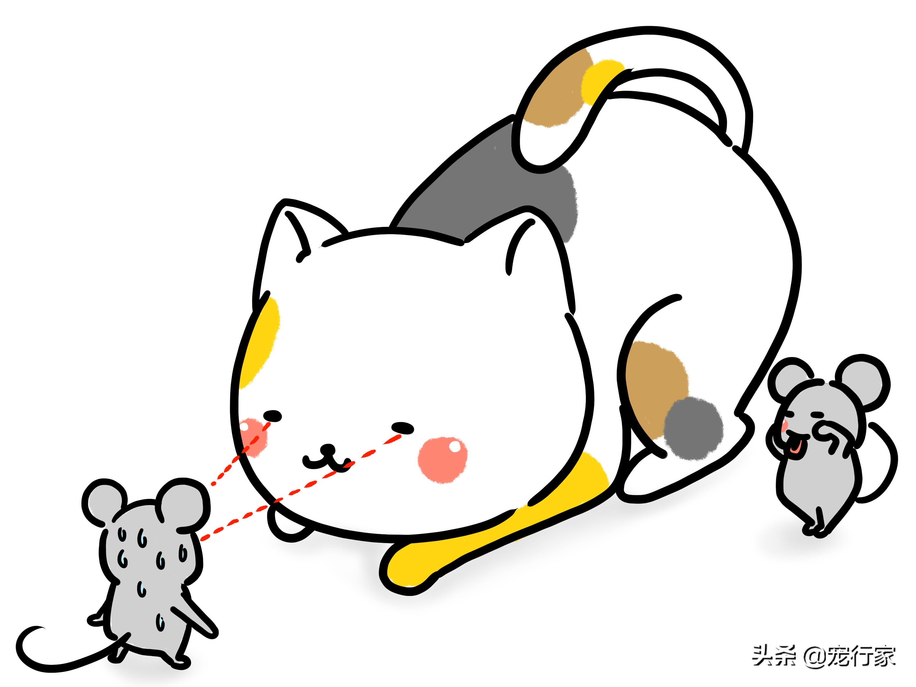 猫的眼睛里水汪汪,猫的眼睛到底长什么样