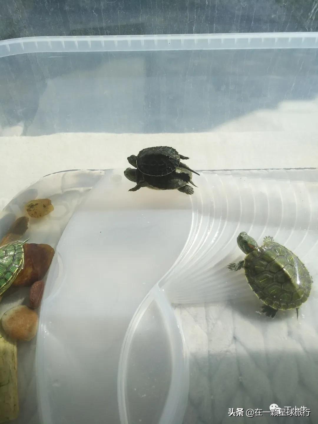 一缸乌龟都得了白眼病,乌龟养1只孤单吗