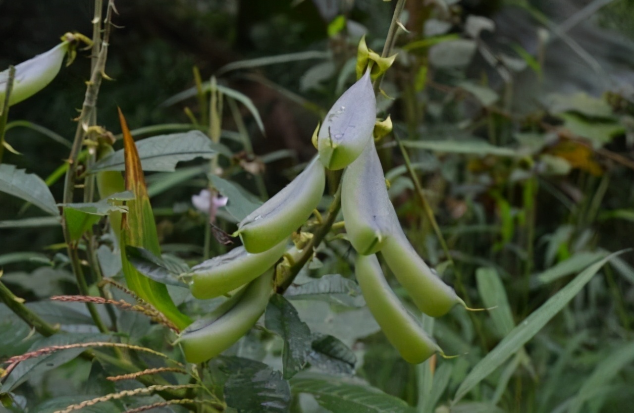这植物“美如玉”，学名很难听，但遇见别不当回事，全草价值不菲