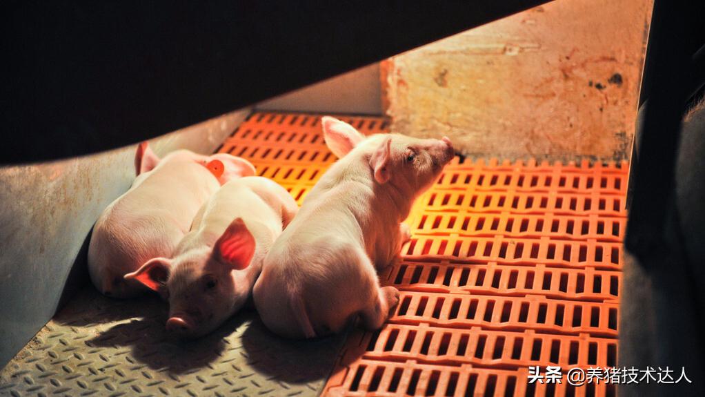 猪热应激是怎么造成的,解决猪热应激见效最快的办法