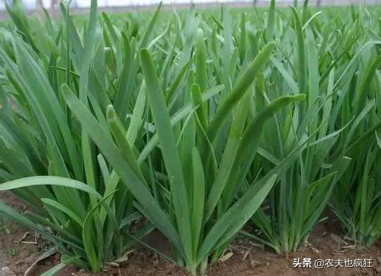 种植韭菜需要滴灌带吗,种植韭菜需要大量浇水吗
