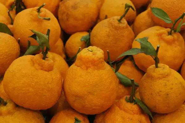 涓戣悓姘存灉,鏂版涓戣悓姘存灉