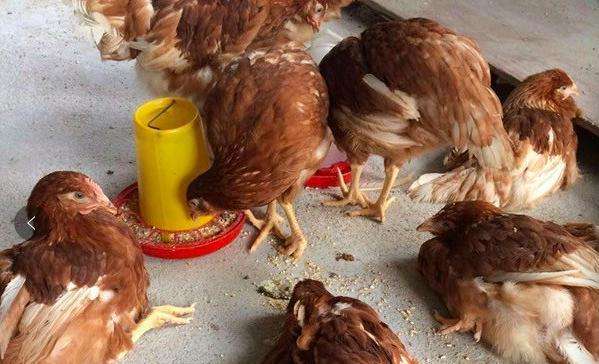 滑膜炎疾病科普知识,滑膜炎的危害