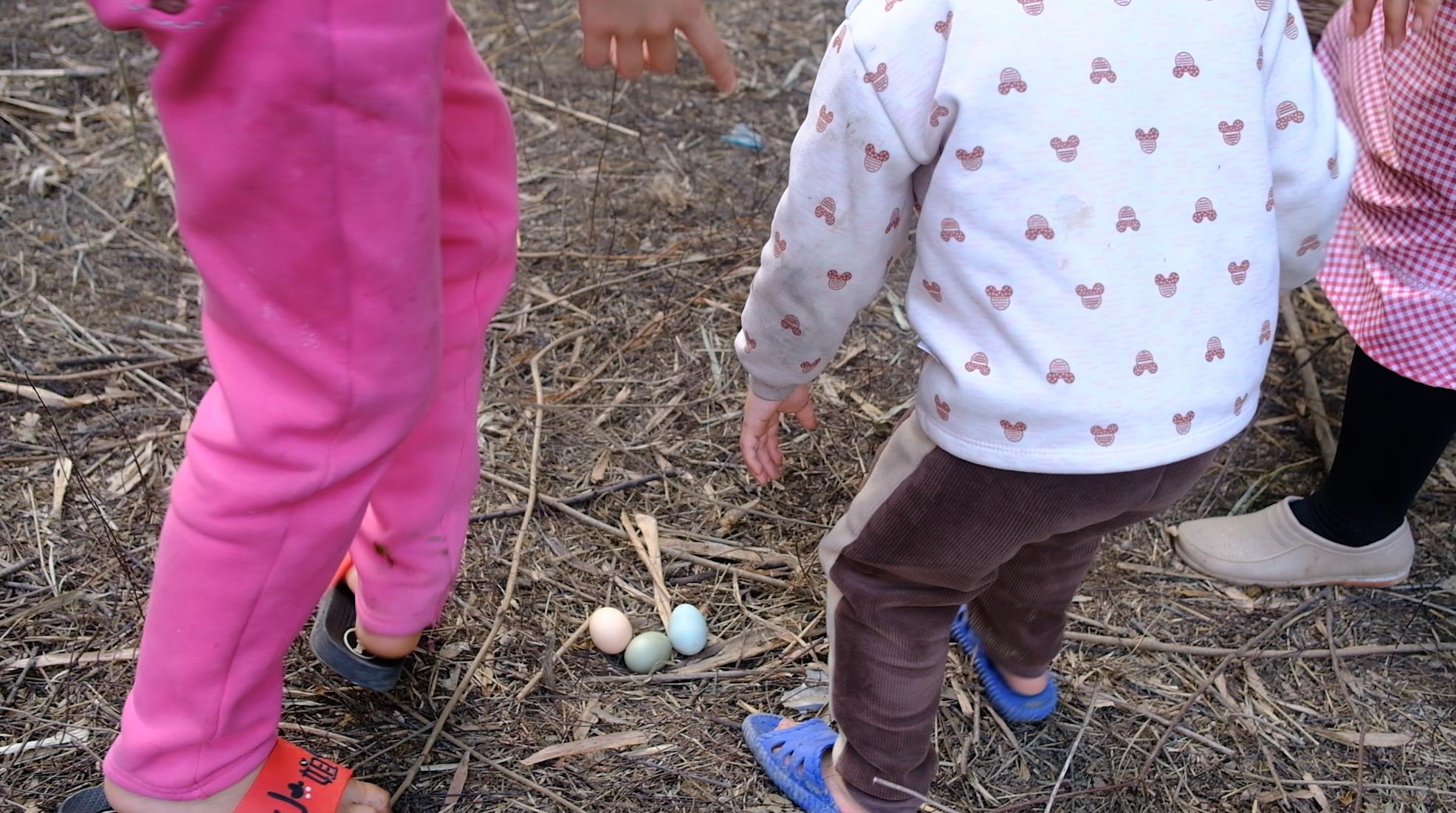 卖完公鸡留母鸡生蛋，不按斤按盒卖70-100块，居然收入千万