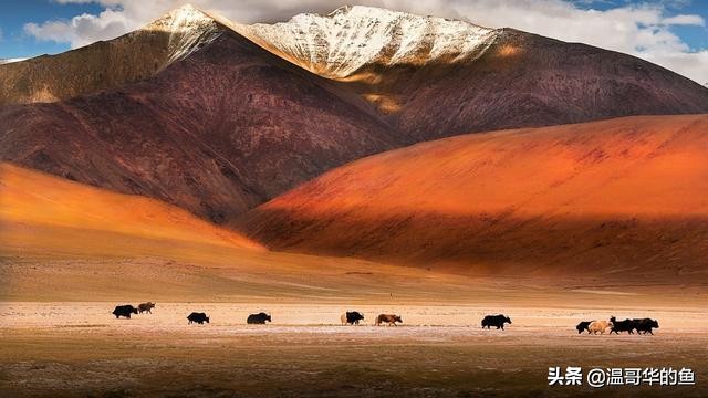 拉达克地形,拉达克军总兵力