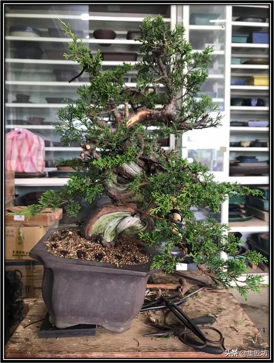 盆景初学者教程,盆景换盆需要哪些配方