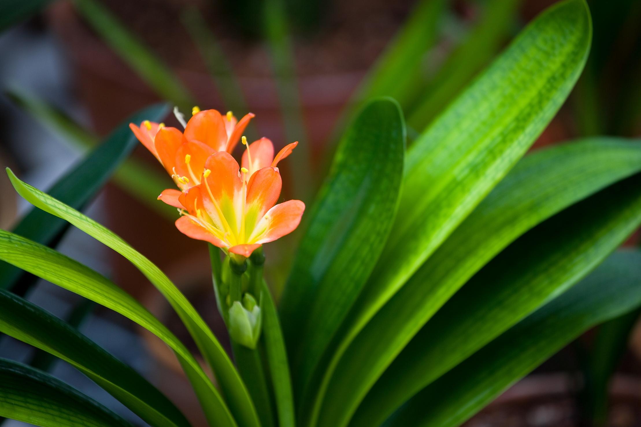 君子兰冬季多长时间浇一次水最好,冬季君子兰花的养护方法