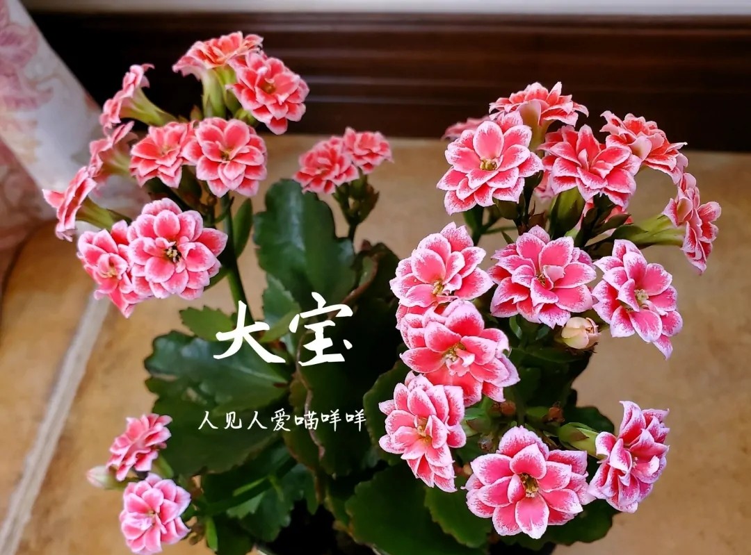 长寿花单瓣品种大全,长寿花100种颜色图片