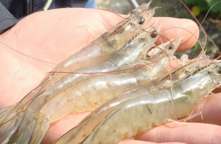 明虾基围虾白对虾的区别,基围虾明虾对虾怎么区别