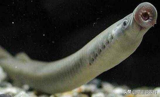 保护的小动物有哪些,保护类小动物