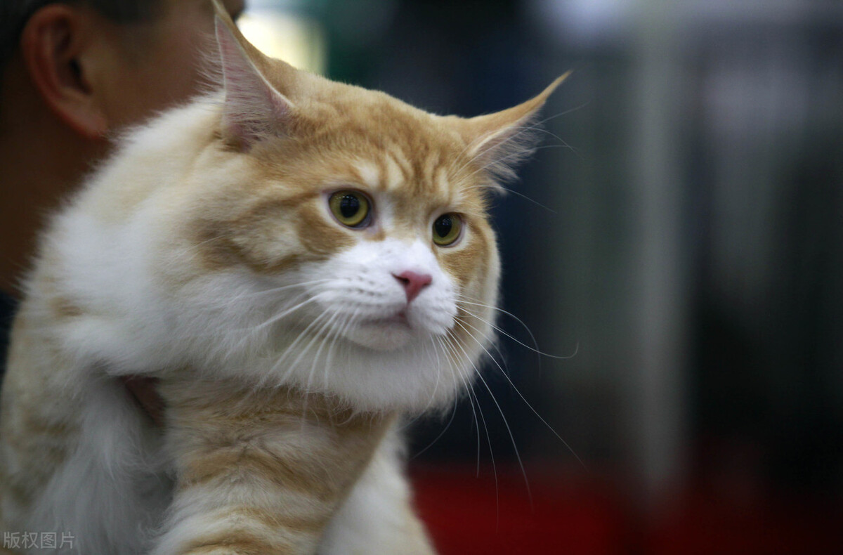 猫科老虎与狮子,老虎和狮子能繁育后代吗