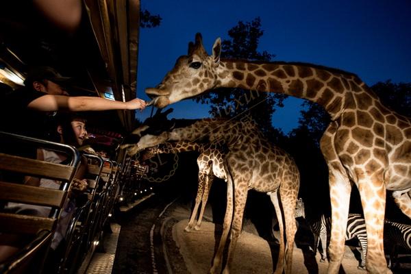 第一次去清迈需要什么手续,第一次去泰国旅游感受