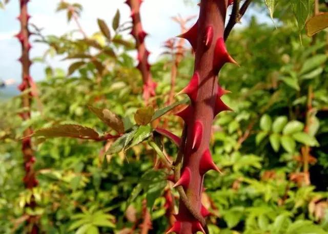 动物与植物有哪些成语故事,哪些成语与植物行为有关