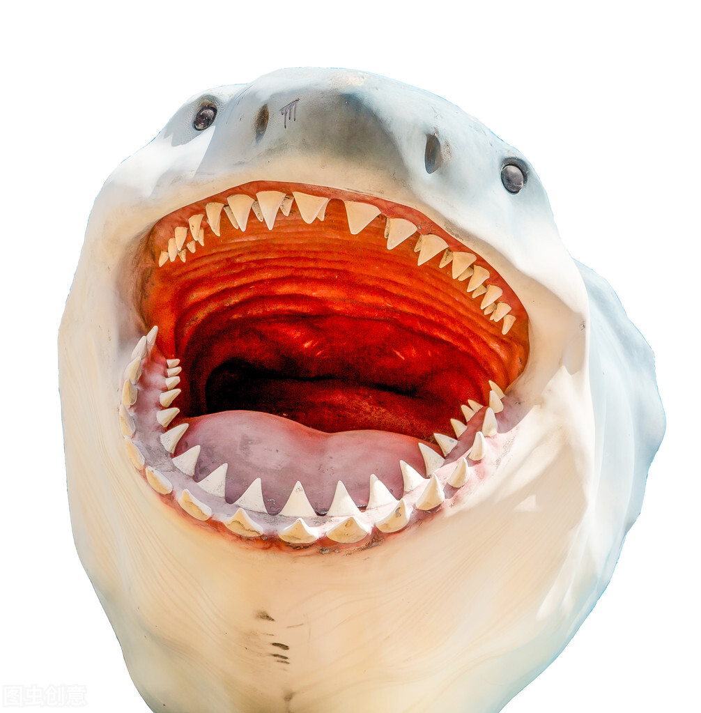 如果你在游泳的时候遇到巨齿鲨,如果你在游泳时遇到鲨鱼袭击你