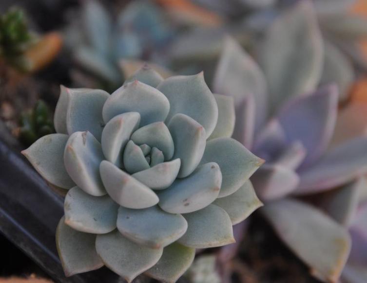 白牡丹散茶有枯叶,多肉白菊枯叶怎么不好清理了