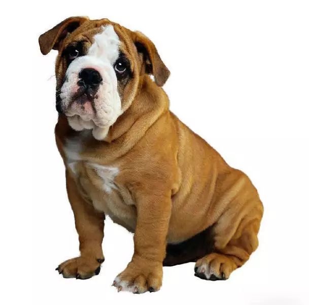 72种名犬分类介绍及图片,72种名犬及图片