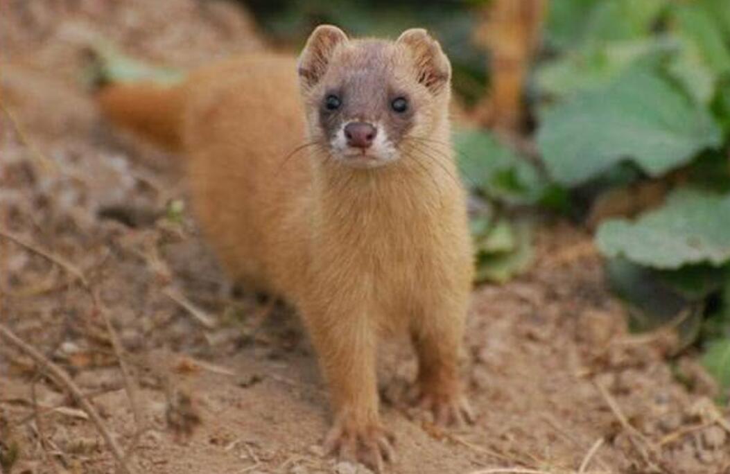 黄鼠狼被杀后果,3年内12万余只黄鼠狼惨遭毒手