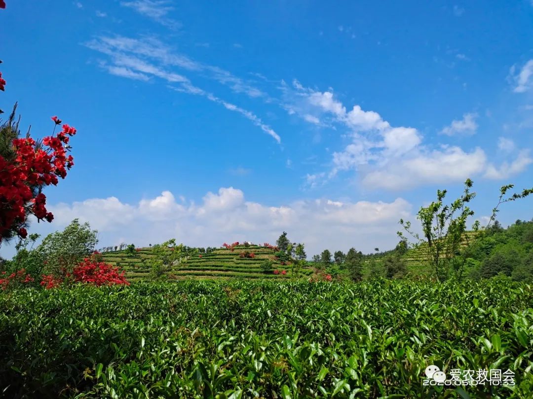 茶叶微信营销策略有哪些,新零售茶叶运营模式有哪些优势