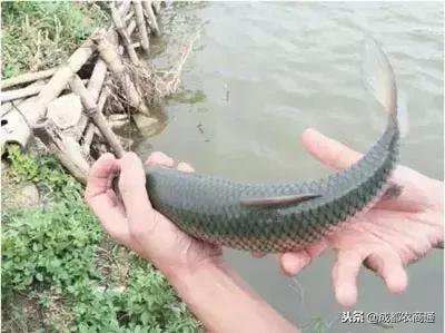 草鱼养殖主要要点,草鱼养殖技术要点