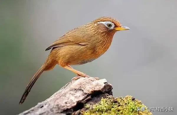 挑选画眉鸟的知识和技巧,画眉鸟新手入门基础知识