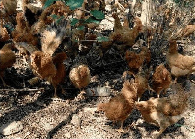 蝎子养殖如何避免蝎子互咬,蝎子的最佳防治方法