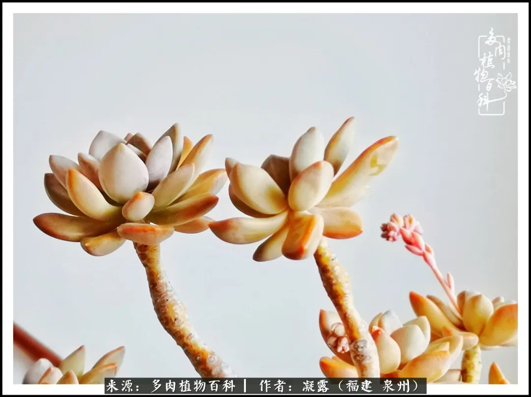 多肉日记严选,多肉日记大全100字